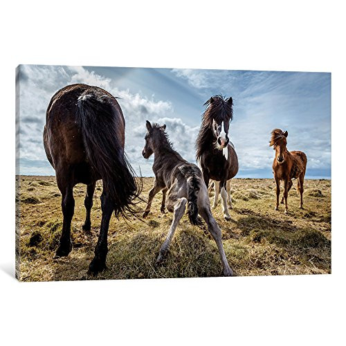 iCanvasART iCanvas Purebred Icelandic Horse Family Gallery Wrapped Canvas Art Print by Panoramic Images, 18" x 12"