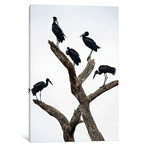 iCanvasART iCanvas Openbill Storks II, Tarangire National Park, Manyara Region, Tanzania Gallery Wrapped Canvas Art Print by Panoramic Images, 12" x 8