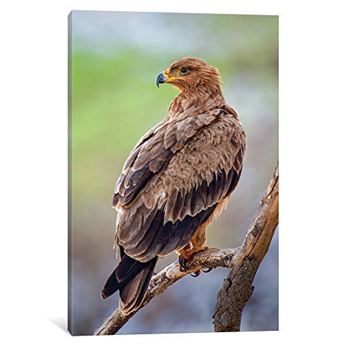 iCanvasART iCanvas Tawny Eagle, Tarangire National Park, Manyara Region, Tanzania Gallery Wrapped Canvas Art Print by Panoramic Images, 12" x 8"