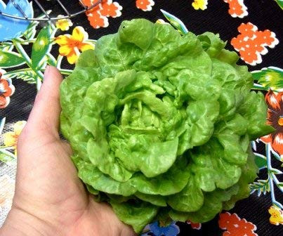 Lettuce Seed Tom Thumb By Stonysoil Seed Company