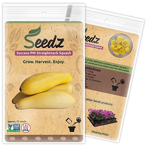CERTIFIED ORGANIC SEEDS (Approx. 75) - Yellow Squash Seeds - Heirloom Seeds - Non GMO, Non Hybrid - USA