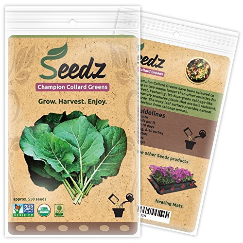 CERTIFIED ORGANIC SEEDS (Appr. 550) - Champion Collard Greens - Collard Green Seeds, Open Pollinated - Non GMO, Non Hybrid Vegetable Seeds - USA CERTIFIED ORGANIC SEEDS (Appr. 550) - Champion Collard Greens - Collard Green Seeds, Open Pollinated - Non GMO, Non Hybrid Vegetable Seeds - USA