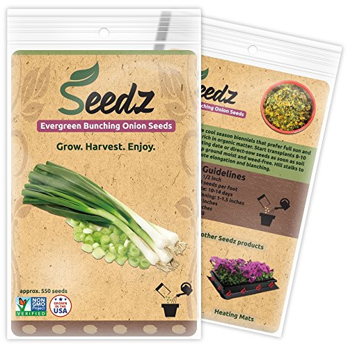 CERTIFIED ORGANIC SEEDS (Appr. 550) - Organic Green Onion Seeds - Heirloom Seeds - Non GMO, Non Hybrid Seeds - USA CERTIFIED ORGANIC SEEDS (Appr. 550) - Organic Green Onion Seeds - Heirloom Seeds - Non GMO, Non Hybrid Seeds - USA