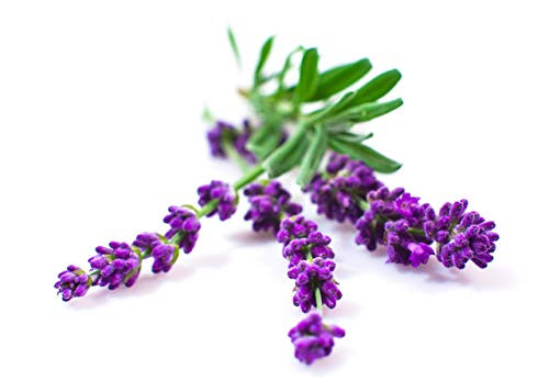 Lavender Seeds for Planting Indoors or Outdoors - Lavender Plant Seeds!