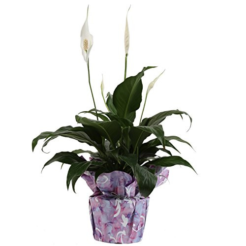 Costa Farms Spathiphyllum Peace Lily Live Indoor Plant, 15-Inch