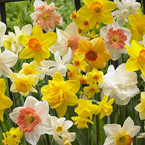 Van Zyverden Daffodils Gardening With Childeren Mixture Set of 25 Bulbs