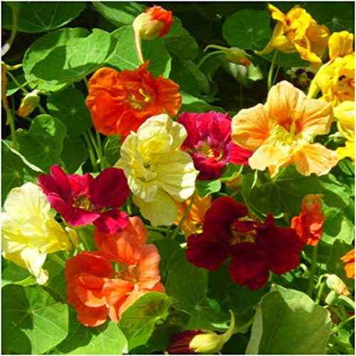 Seed Needs Bulk Package of 350 Seeds, Jewel Mix Nasturtium (Tropaeolum nanum) Non-GMO Seeds