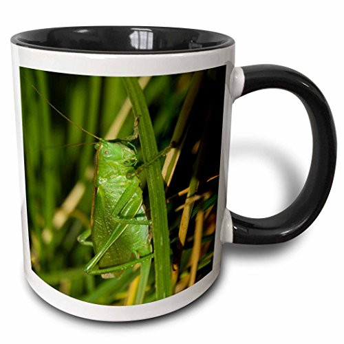 3dRose mug_78968_4"Macro  grasshopper" Two Tone Black Mug, 11 oz, Multicolor
