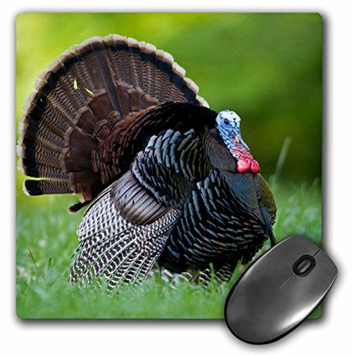 3D Rose"Wild Turkey Gobbler." Matte Finish Mouse Pad - 8 x 8" - mp_209807_1 3D Rose"Wild Turkey Gobbler." Matte Finish Mouse Pad - 8 x 8" - mp_209807_1