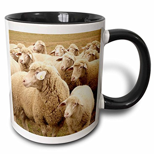 3dRose mug_79142_4"Sweet Sheep- Herds- Animals" Two Tone Black Mug, 11 oz, Multicolor