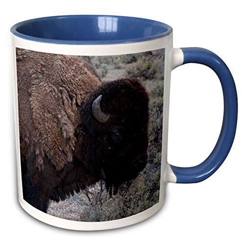 3dRose Usa Wyoming Bull Bison Yellowstone National Park Two Tone Mug, 11 oz, Blue