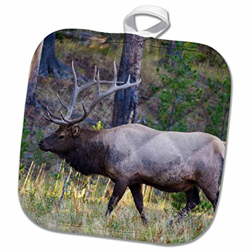 3D Rose Bull Elk Grazing in Meadow-Canyon Area of Yellowstone National Park Pot Holder, 8 x 8