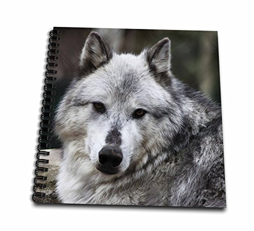 3dRose db_57721_1 Gray Wolf Looking Straight at You Drawing Book, 8 by 8-Inch