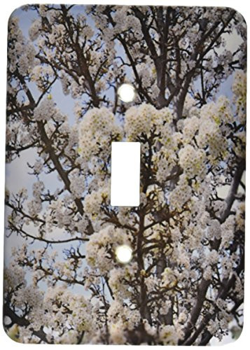 3dRose lsp_30909_1 Spring Sky Tree Flowers Toggle Switch, Multi-Color