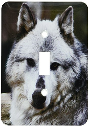 3dRose lsp_57071_1 Gray Wolf Looking Straight at You Single Toggle Switch