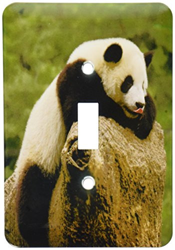 3dRose lsp_70207_1 Giant Panda Bears, Wolong Conservation, China Single Toggle Switch