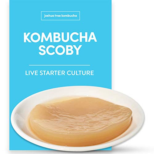 Kombucha Scoby & Starter Tea by Joshua Tree Kombucha | (No Vinegar or Artificial Flavors Added!) (Make 1 Quart (1/4 Starter))
