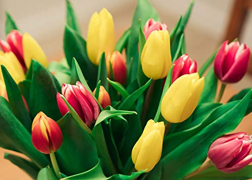 Jigsaw Central Tulips 1000 Piece Jigsaw Puzzle for Adults and Children. 