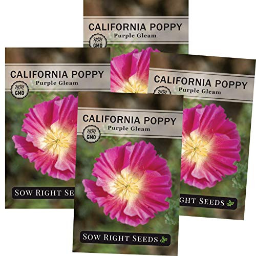 Sow Right Seeds - Purple Gleam California Poppy Seeds to Plant - Full Instructions for Planting and Growing a Beautiful Flower Garden; Non-GMO Heirloom Seeds; Wonderful Gardening Gift (4)