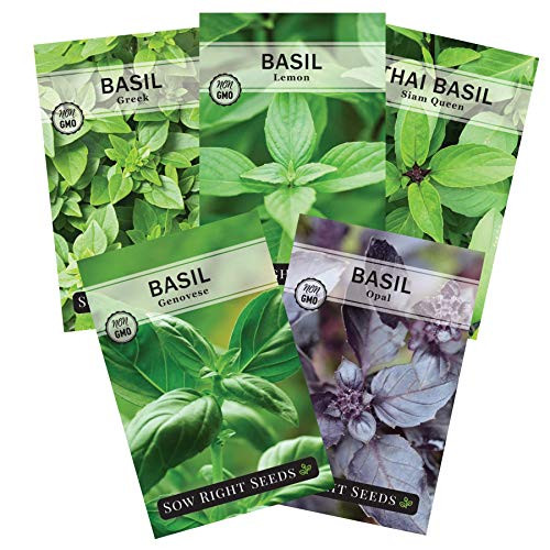 Sow Right Seeds - Basil Seed Collection for Planting- Genovese, Greek, Opal, Thai, and Lemon Basil to Plant, Non-GMO Heirloom Seeds, Instructions for Planting, Indoors or Outdoor; Great Gardening Gift Sow Right Seeds - Basil Seed Collection for Planting- Genovese, Greek, Opal, Thai, and Lemon Basil to Plant, Non-GMO Heirloom Seeds, Instructions for Planting, Indoors or Outdoor; Great Gardening Gift