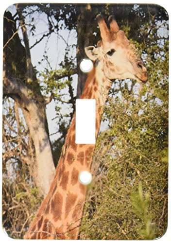 3dRose LLC lsp_20124_1 South African Giraffe Neck To Head Eating Leaves Single Toggle Switch