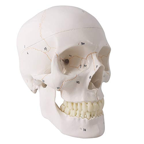 Generies Medical Anatomical Human Skull Model, 3 Part Life Size Human Head Skull Anatomical Model with Painted Sutures, with 54 Anatomical Landmark Numbered, for Medical Student Human Anatomy Study