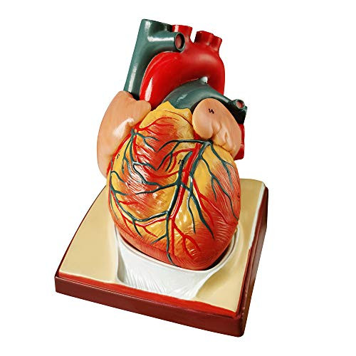 Life Size Human Heart Model, 2-Parts 1:1 Anatomical Heart Model On Diaphragm and Pericardium Base, with 34 Anatomical Structures, Teaching Models Science Models for Classroom and Cardiology Study
