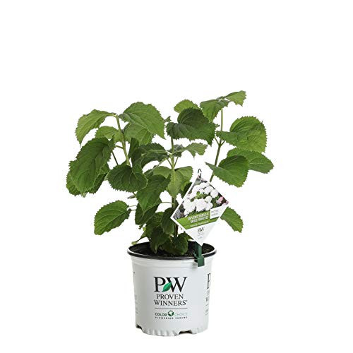 Invincibelle Wee White Smooth Hydrangea, Live Shrub, White Flowers, 1 Gallon
