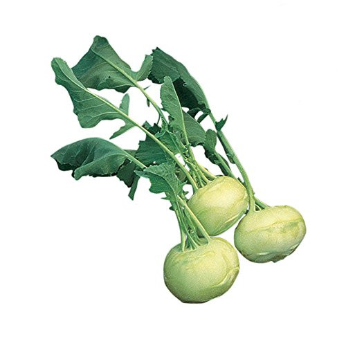 Burpee Early White Vienna Heirloom Kohlrabi Seeds 600 seeds Burpee Early White Vienna Heirloom Kohlrabi Seeds 600 seeds