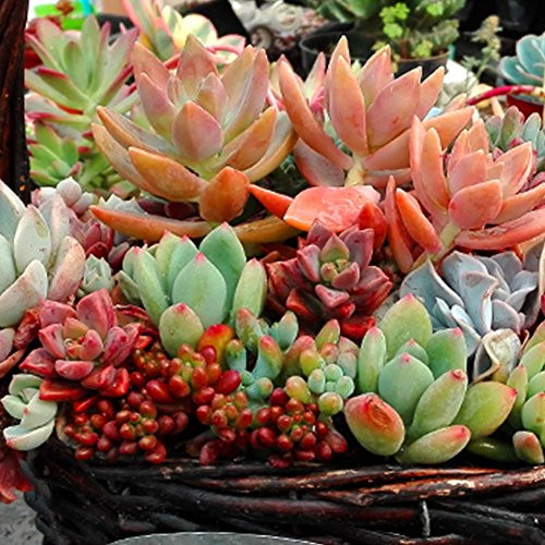 Mix Succulent Seeds Lithops Pseudotruncatella Bonsai Plants Seeds for Home Garden, Flower Seeds 300pcs