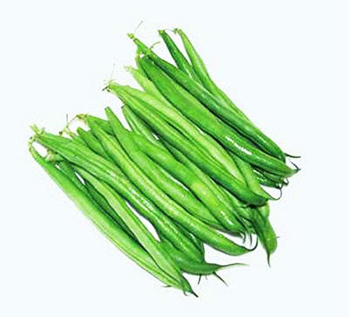 Bush Bean Seeds"Contender" - Organic - Earliest Blooming, Stringless, Snap Bean