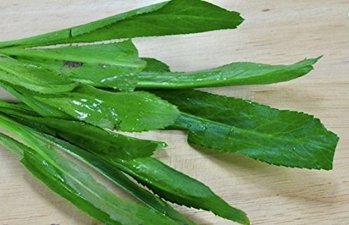 100% Genuiene Thai Parsley seed Culantro Seeds ngò gai coriander (100+ seeds/pack) Vietnamese Coriander Ngo Gai, Shadon Beni  (1)
