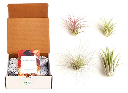Shop Succulents | Live Air Plants Hand Selected Assorted Variety of Species, Tropical Houseplants for Home Décor and DIY Terrariums, 4-Pack