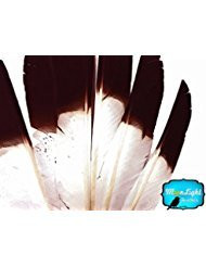 Moonlight Feathers | 1/4 Lbs - Turkey Wing Pointer Quill Feathers Brown Tipped Primary Wing Wholesale Feathers (Bulk) Halloween, Headdress, Craft Feathers