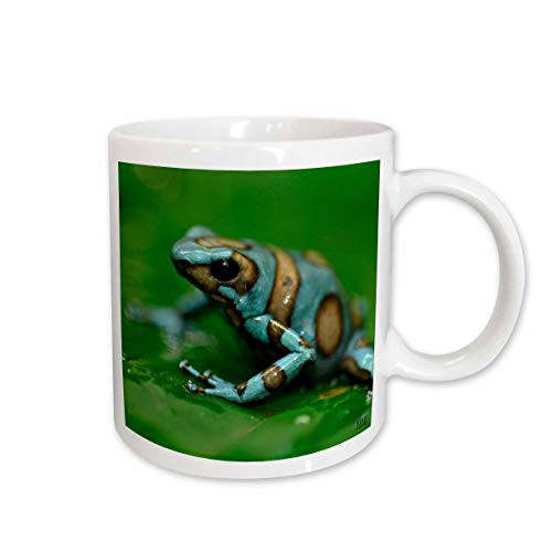 3dRose Blue n Brown Tree Frog on a Leaf Mug, 15-Ounce