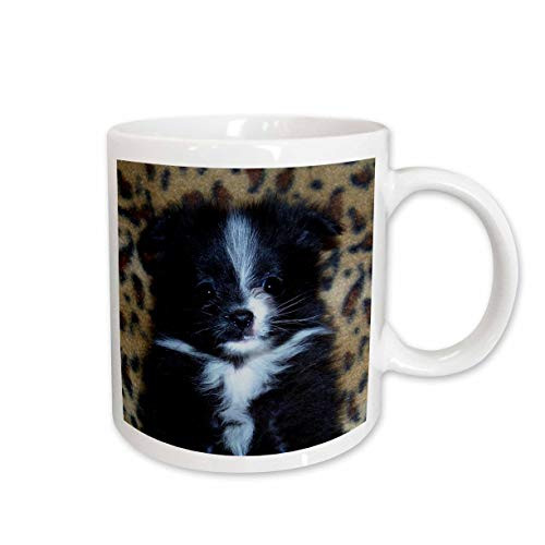 3dRose Black White Markings Pomeranian Puppy 4 Ceramic Mug, 11-Ounce