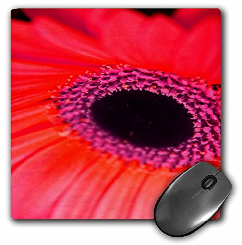 3dRose LLC 8 x 8 x 0.25 Inches Mouse Pad, Eye of The Red Gerbera Daisy (mp_36791_1)