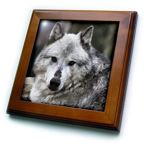 3dRose ft_57071_1 Gray Wolf Looking Straight at You Framed Tile, 8 by 8"