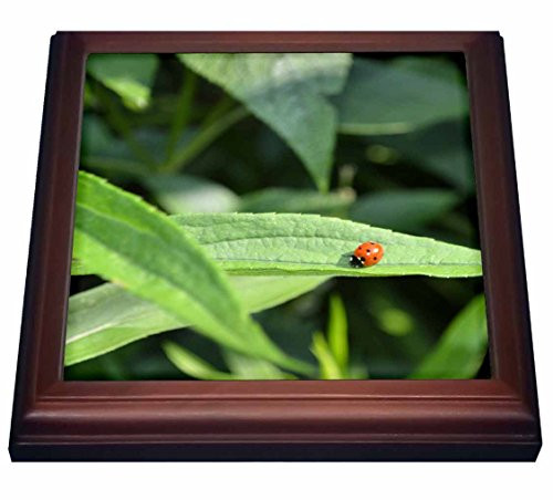 3dRose Ladybug Photo Trivet with Ceramic Tile, 8 by 8", Brown