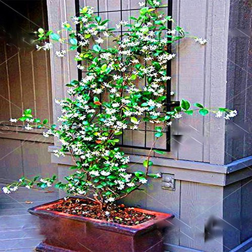 50pcs/Bag Rare Climbing Jasmine Flower Seeds White Jasmine Seeds Fragrant Plant Arabian Jasmine Seed Bonsai Plant Home Garden