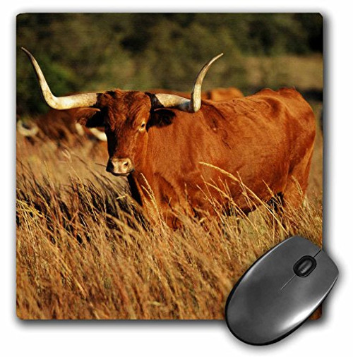 3dRose Longhorn bull wildlife, Oklahoma, USA - US37 DBN0001 - Mouse Pad, 8 by 8 inches (mp_145650_1) 3dRose Longhorn bull wildlife, Oklahoma, USA - US37 DBN0001 - Mouse Pad, 8 by 8 inches (mp_145650_1)