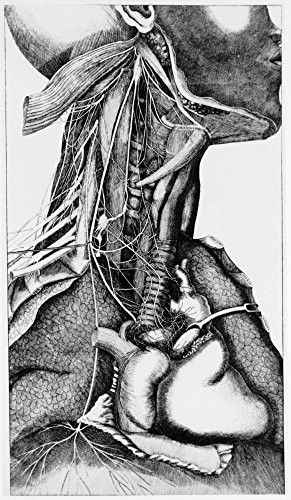 Anatomy of the Neck Poster Print by Science Source (18 x 24)