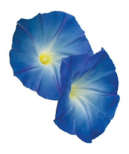 Burpee Heavenly Blue Morning Glory Seeds 150 seeds