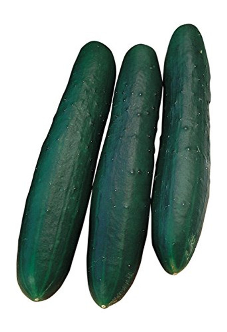Burpee Marketmore 76 Slicing Cucumber Seeds 125 seeds