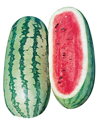 Burpee Georgia Rattlesnake Watermelon Seeds 100 seeds