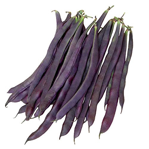 Burpee Trionfo Violetto Pole Bean Seeds 30 g
