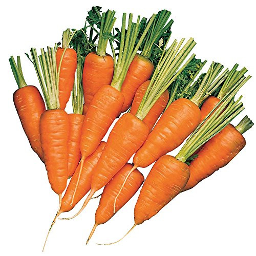 Burpee Short 'n Sweet Carrot Seeds 3000 seeds