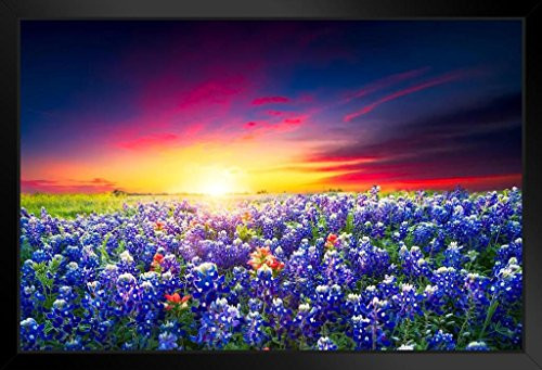 Spring Sunrise Bluebonnets Texas Hill Country Photo Black Wood Framed Art Poster 20x14