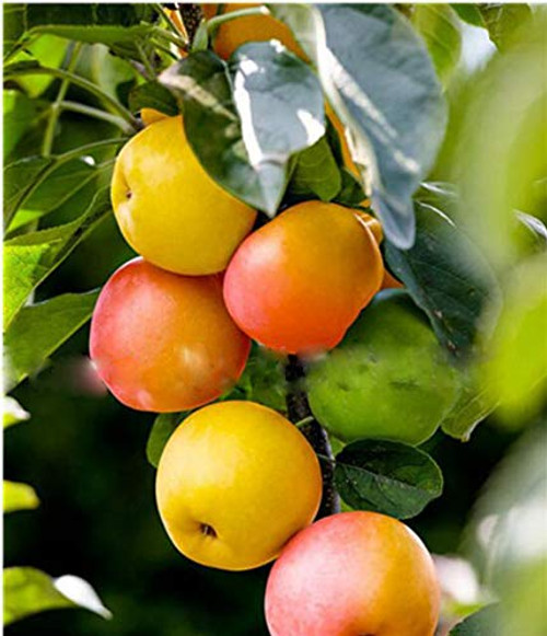 30PCS Apple Tree Seeds Dwarf Bonsai Apple Tree Seeds Mini Fruit for Home Garden Planting Perennial Potted Plant Seeds