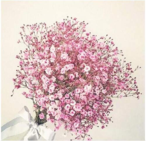 100 pcs Gypsophila Paniculata Seeds,Perennial Garden Flower Seedling,Bonsai Plant for Outdoor,Small,Medium and Large